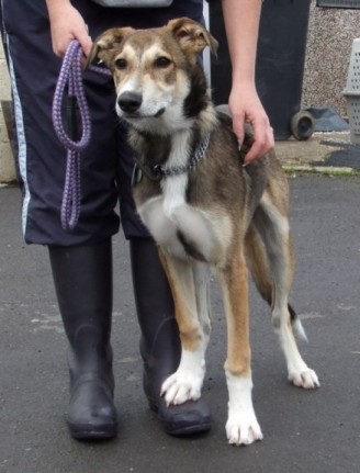 husky lurcher