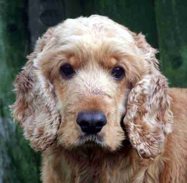 english cocker spaniel x poodle