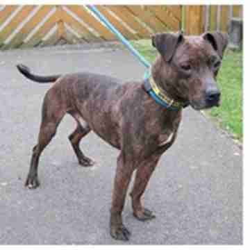 staffy whippet cross temperament