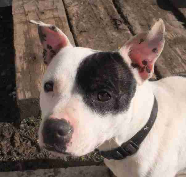 Loving Homes Dog Rescue Devon Dogs For Adoption Dogsblog Com