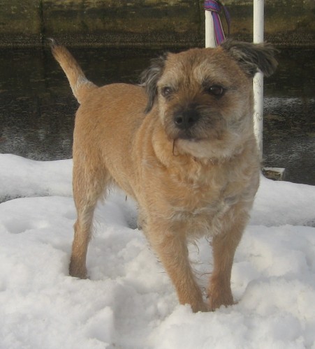 Boris – 8 year old male Border Terrier dog for adoption