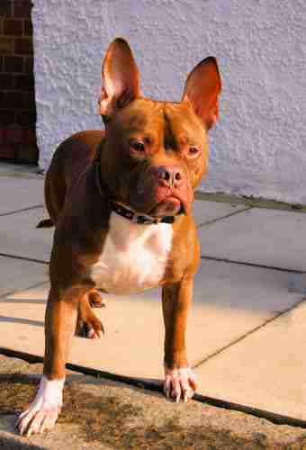 Duddley 2 Year Old French Bulldog Cross Staffordshire Bull Terrier Available For Adoption