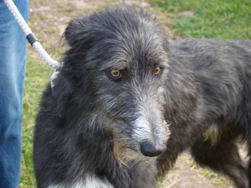 Jack - 1 year old male Deerhound Cross available for adoption