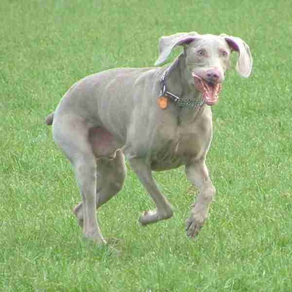 Chester 10 year old male Weimaraner available for adoption