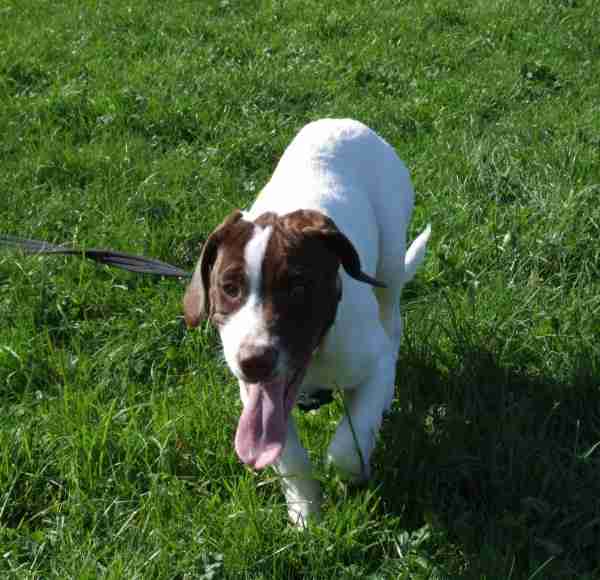 springer spaniel staffy cross