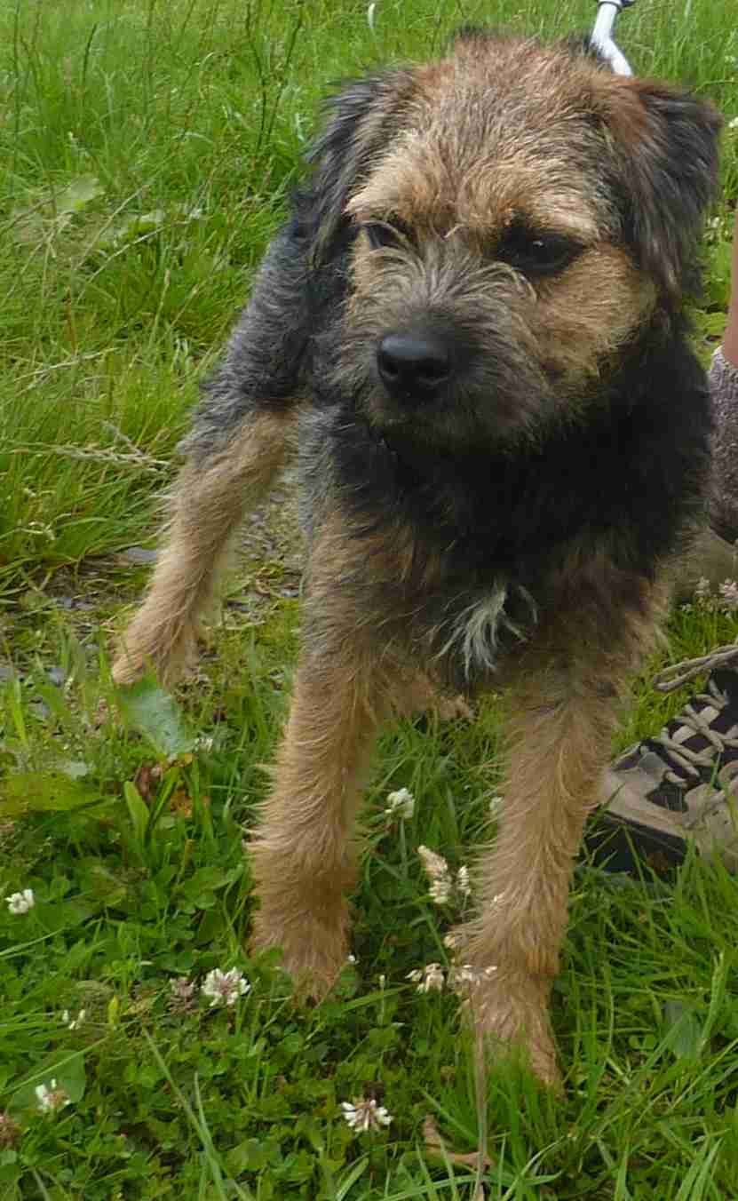 Fudge 5 1/2 month old male Border Terrier available for