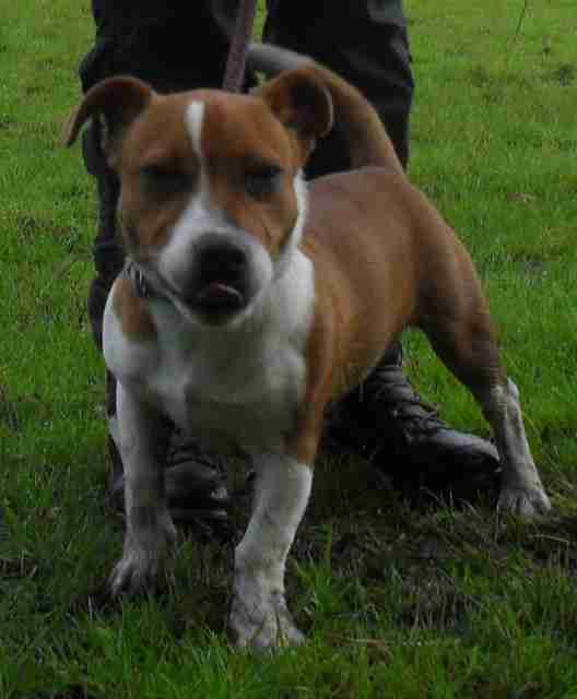 staff jack russell cross