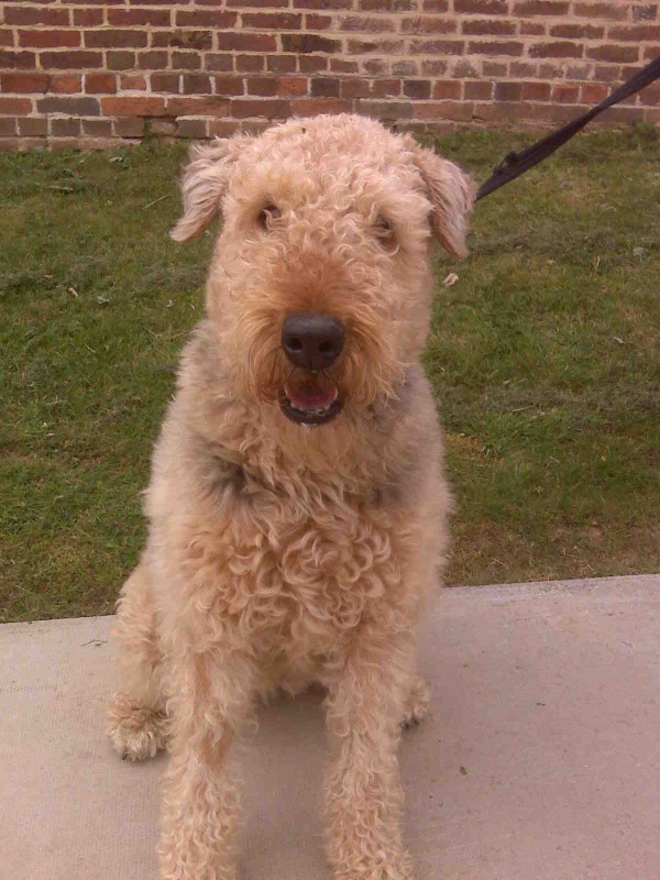 airedale x poodle