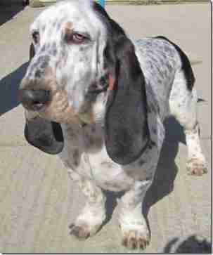 basset hound x poodle