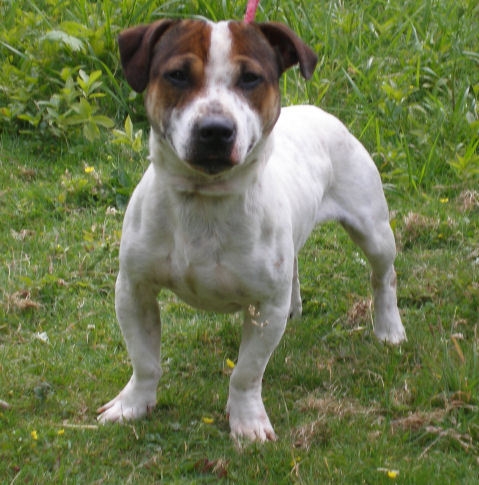 american staffy x jack russell
