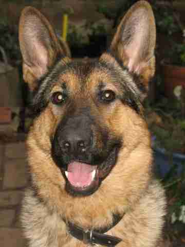 Bailey – 1 year old male German Shepherd Dog dog for adoption