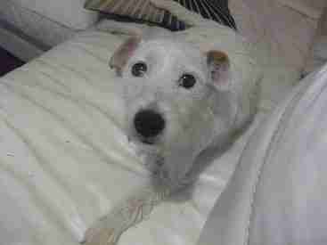 white patterdale terrier