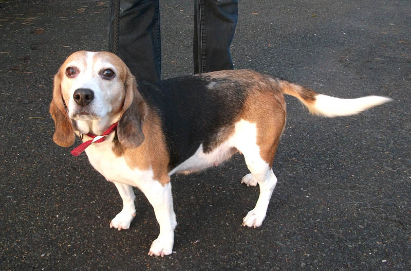 Flick - 4 year old female Beagle available for adoption