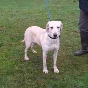 8 month old labrador