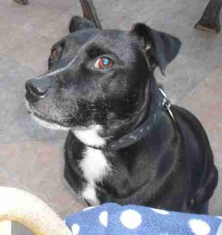 black and white patterdale terrier