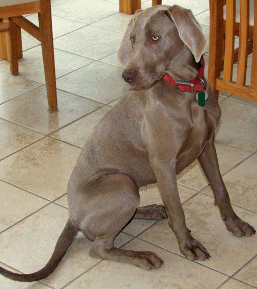 Swedie - 14 month old female Weimaraner available for adoption