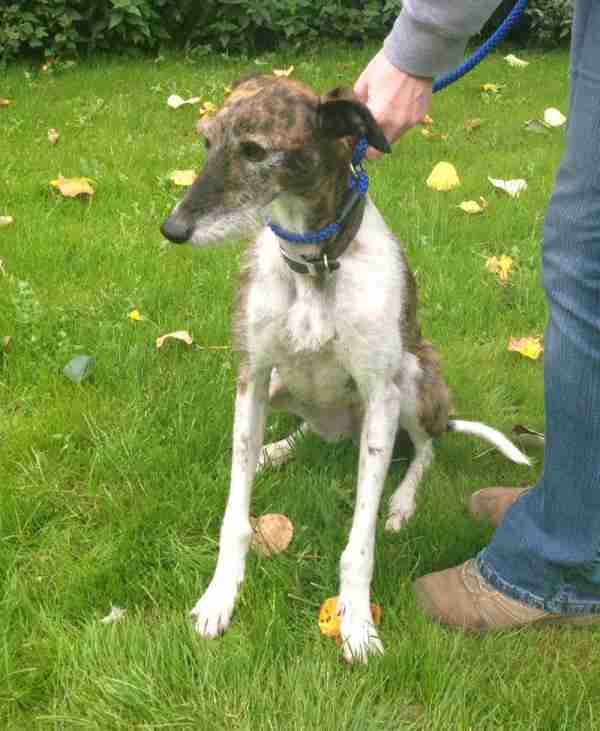 Jeannie 4 year old female Bedlington Terrier cross Lurcher available
