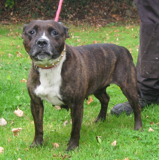 Annie – 7 year old female Staffordshire Bull Terrier dog for adoption