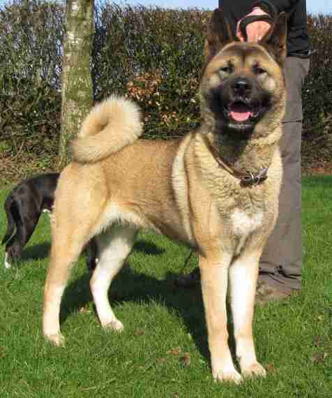 rottweiler cross japanese akita