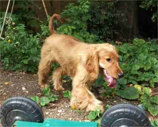 cocker spaniel 6 months old