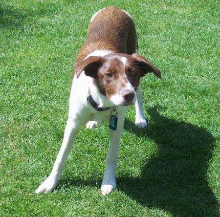 Hazel 3 Year Old Female Border Collie Available For Adoption