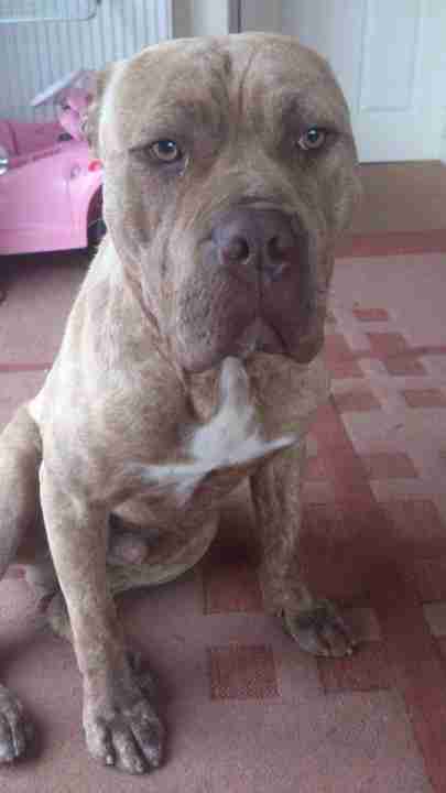 presa canario x dogue de bordeaux