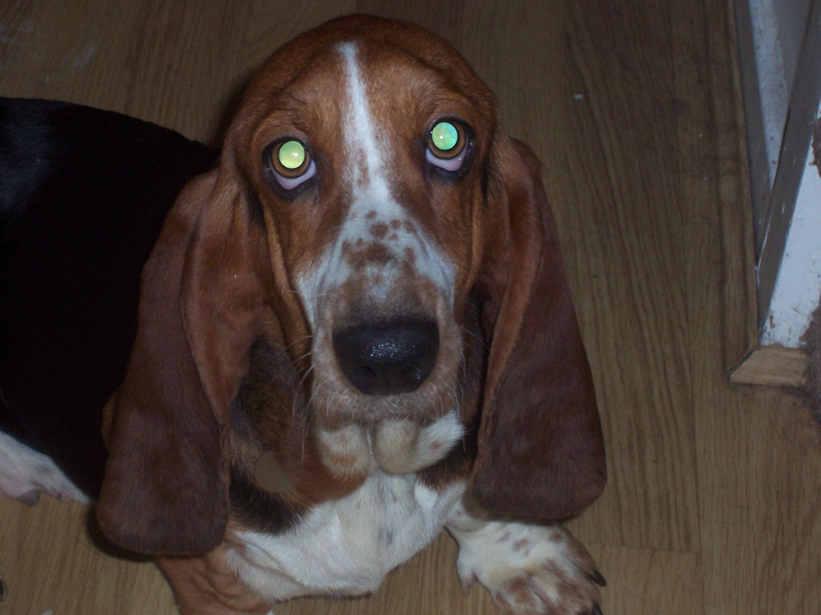 lizzie-2-3-year-old-female-basset-hound-available-for-adoption