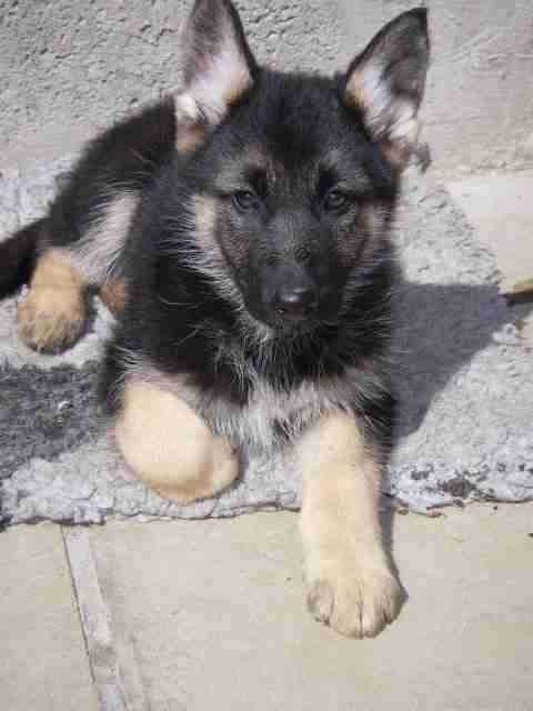 Asha - 10 weeks old female German Shepherd Cross available for adoption