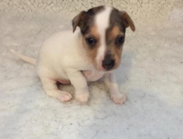 Posts by Jack Russell Terrier Rescue UK | Dogs for Adoption & Rescue ...