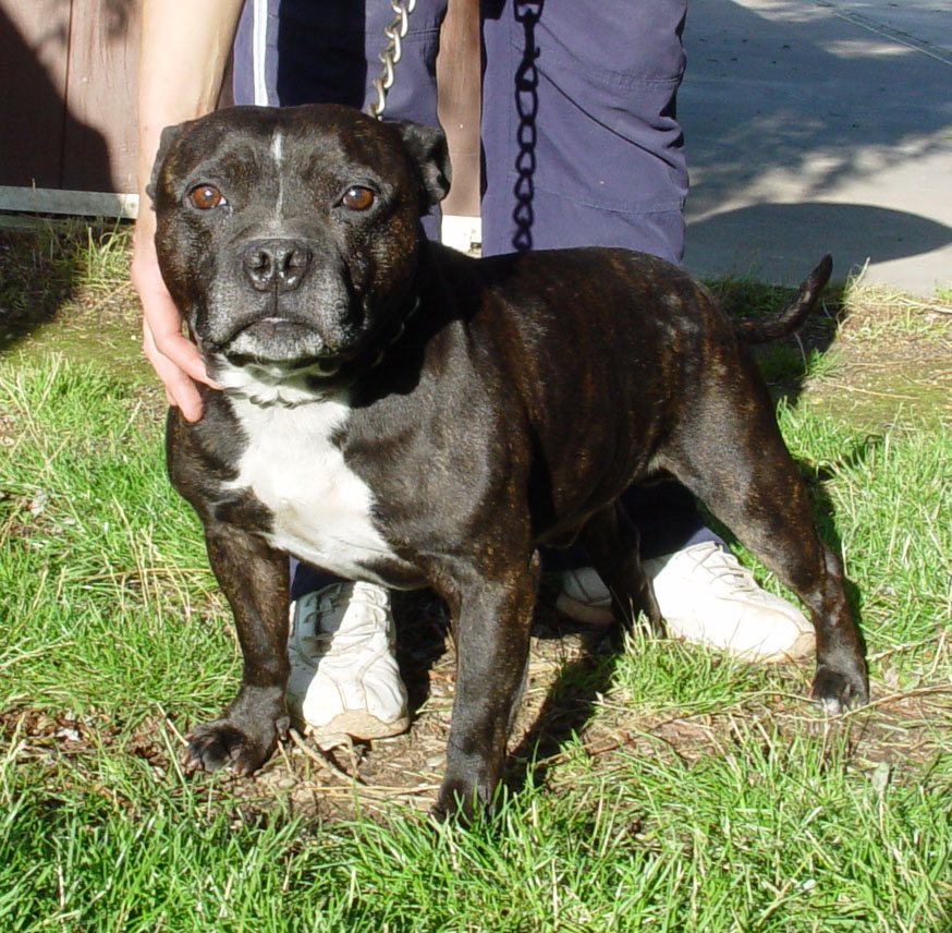 Blue 6 year old male Staffordshire Bull Terrier