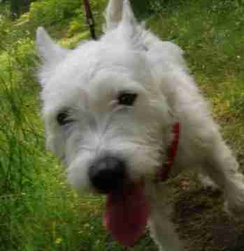 west highland jack russell mix