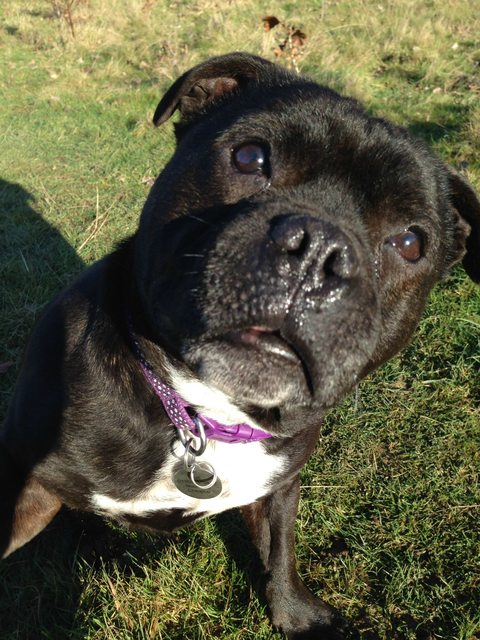 Sally - 9 year old female Pug cross Staffordshire Bull Terrier