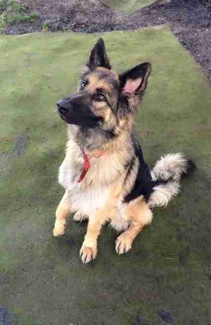 Pip - 2 year old female German Shepherd Dog available for adoption