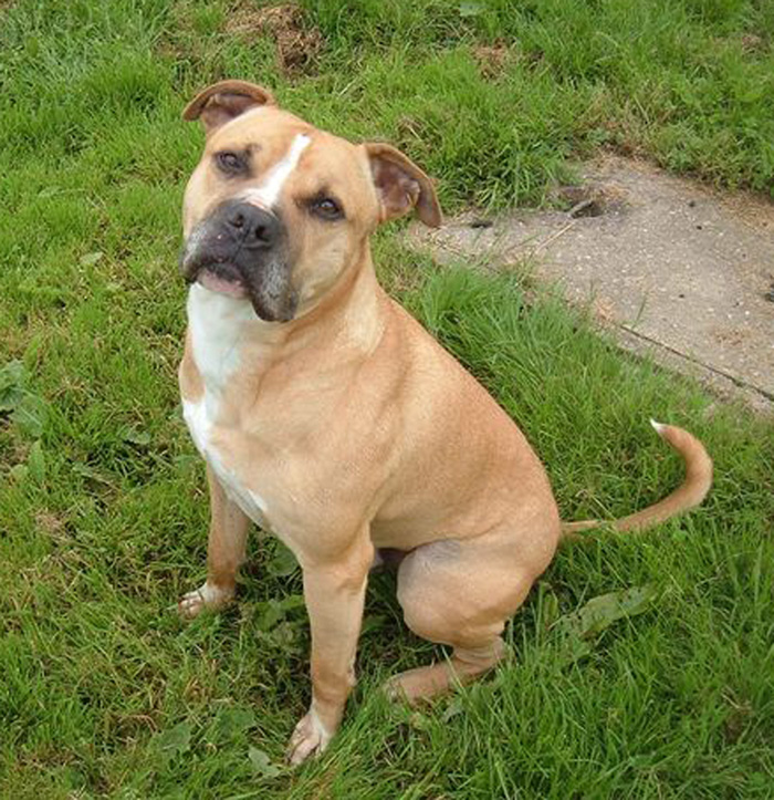 Bruno – 2 year old male Staffordshire Bull Terrier cross Boxer dog for ...