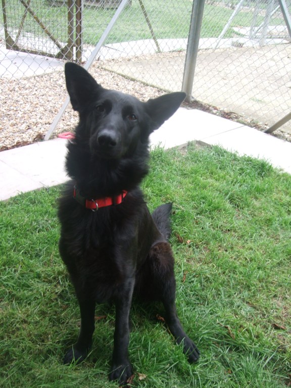 Cori – 10 month old female German Shepherd Dog dog for adoption