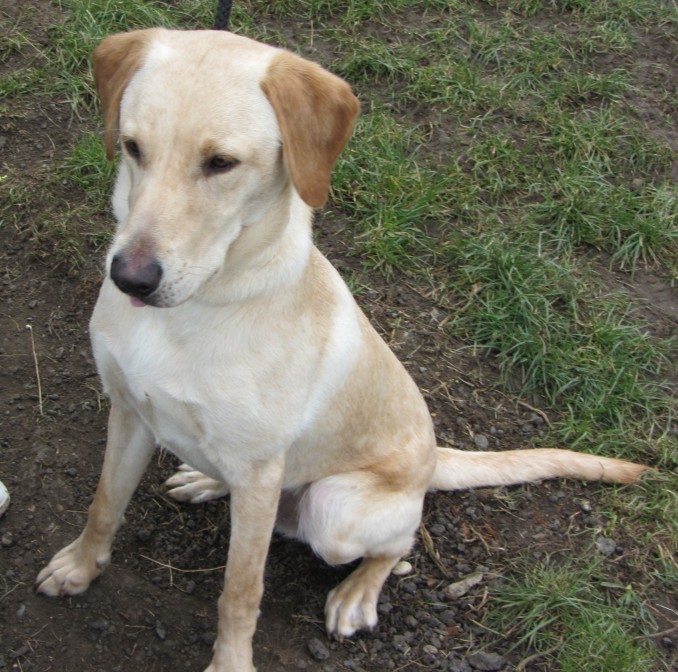 Charlie - 9 month old male Labrador Retriever available for adoption