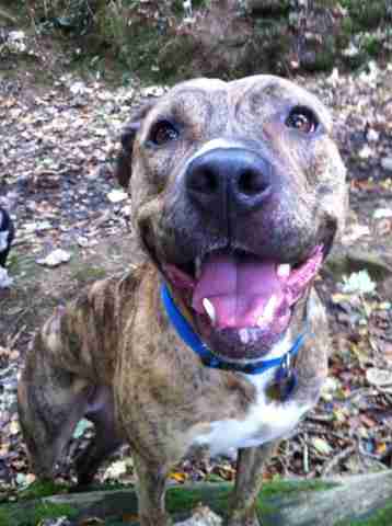 Loving Homes Dog Rescue Devon Dogs For Adoption Dogsblog Com