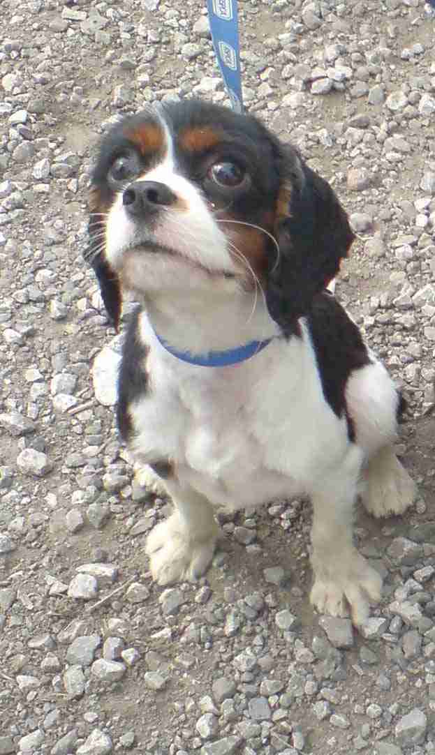 rspca cavalier king charles spaniel