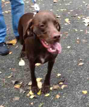 vizsla x cocker spaniel