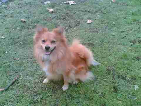 pomeranian x german spitz