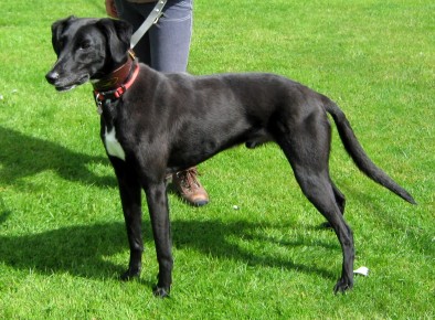 lab x lurcher