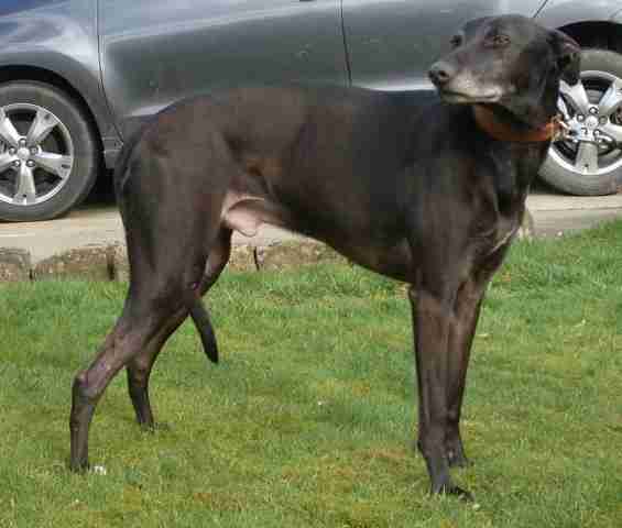 Weimaraner Greyhound Mix Goldenacresdogs Weimaraner Greyhound Mix