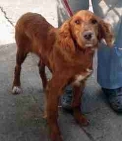 irish red setters for rehoming