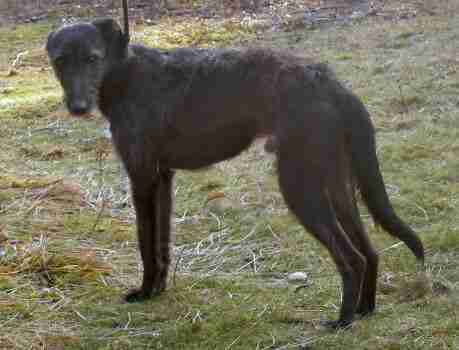 Posts By Animal Helpline Dog Rescue Peterborough Dogs For