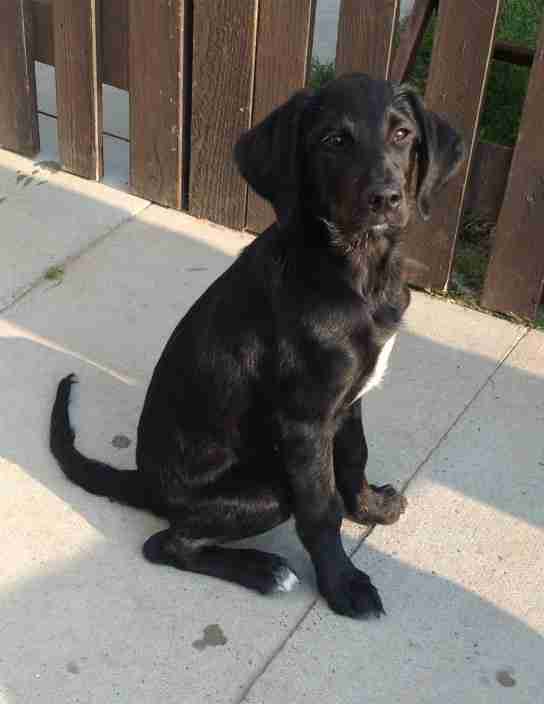 Melody 1214 week old female Labrador cross Collie available for adoption