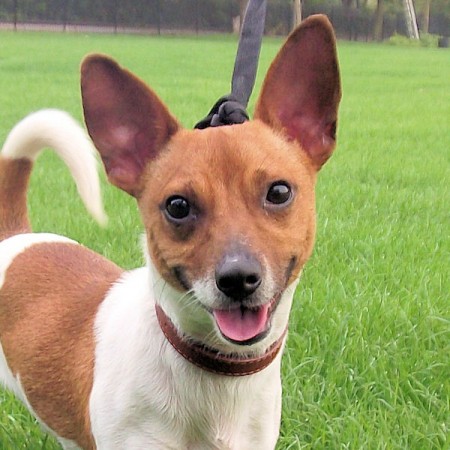 chihuahua cross jack russell dog