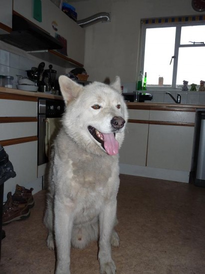 Yogi - 6 year old male Akita cross Malamute available for adoption