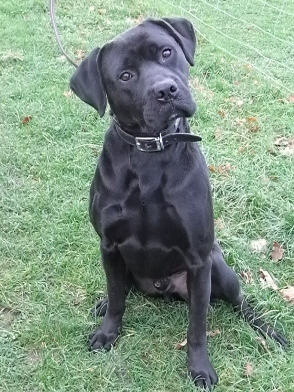 Kane â€“ 2 year old male Boxer cross Labrador dog for adoption