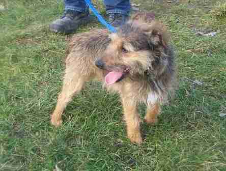 border terrier x patterdale