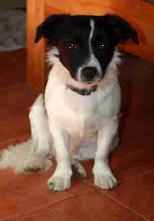 jack russell x cavalier